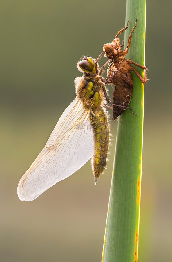 Newly emerged Four-Spotted Chaser 4